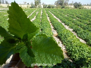 تصویر 4 از فروش عمده بادرنجبویه بحال خود خشک با کیفیت تضمینی