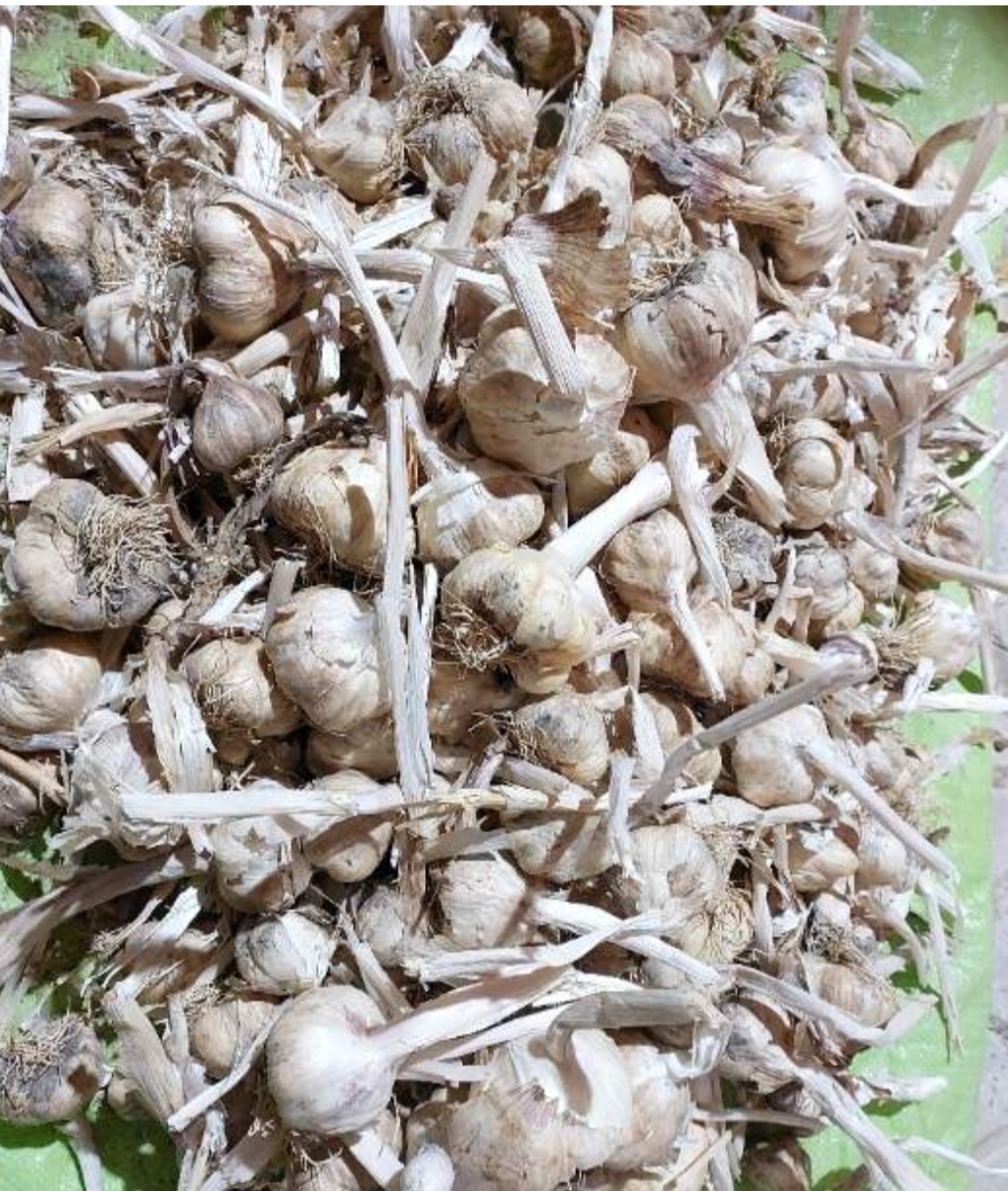 تصویر 1 از خرید سیر بذری مرغوب برای کاشت
