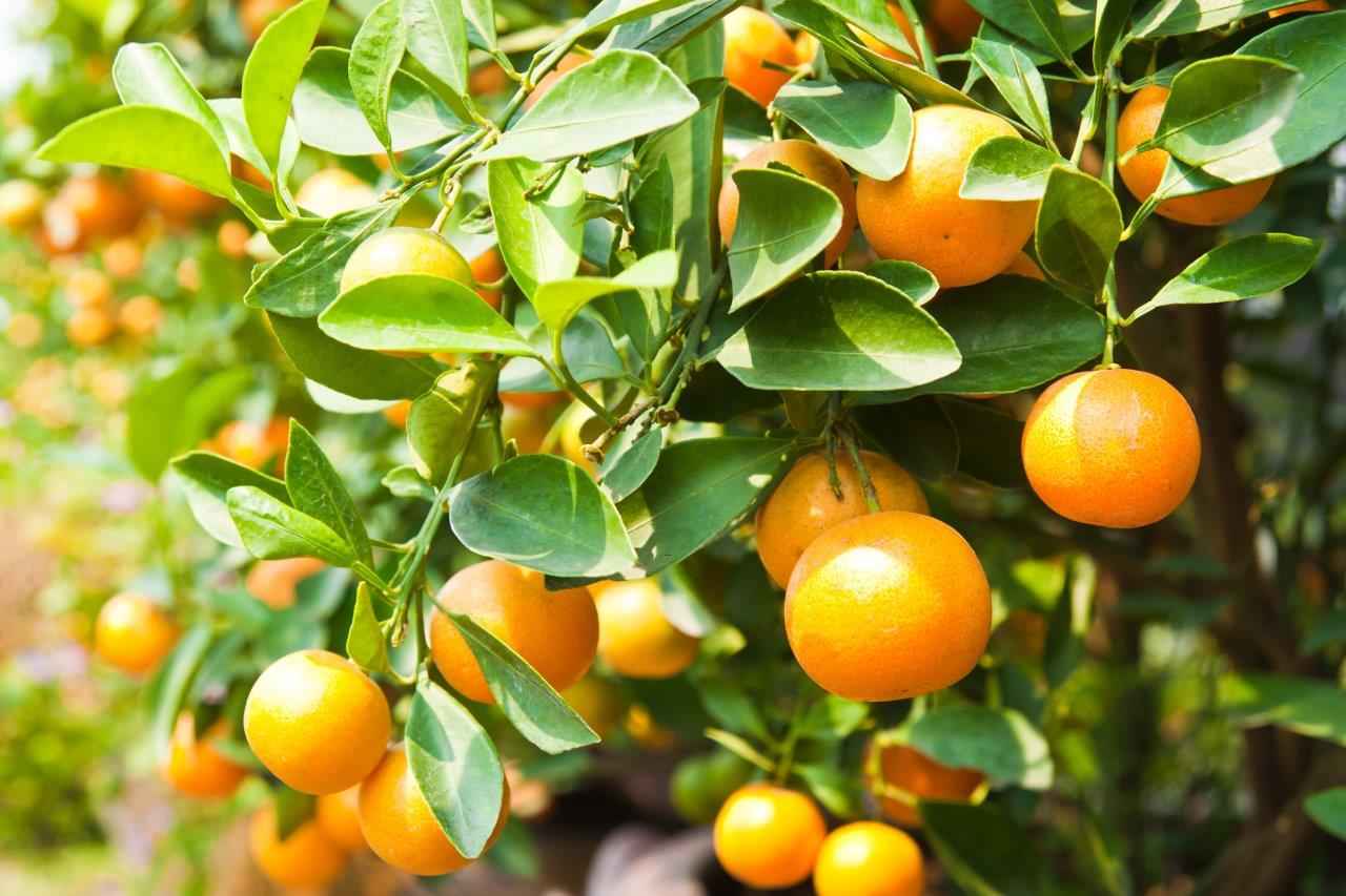 تصویر 4 از قیمت کنسنتره نارنج شیراز ممتاز + خرید باورنکردنی
