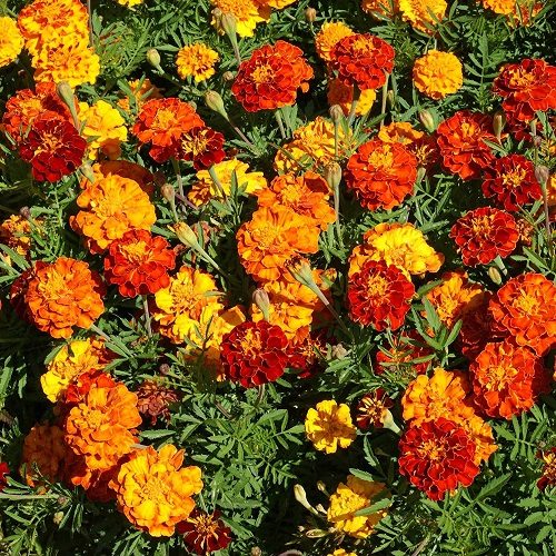 تصویر 2 از قیمت فروش عمده گل همیشه بهار صادراتی + خرید با بهترین شرایط