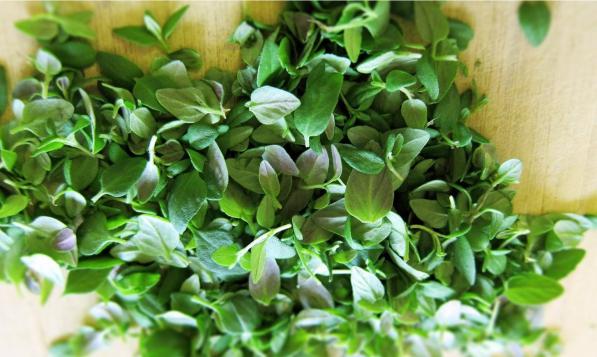 تصویر 1 از خرید عمده آویشن شیرازی برگ صادراتی + فروش مستقیم