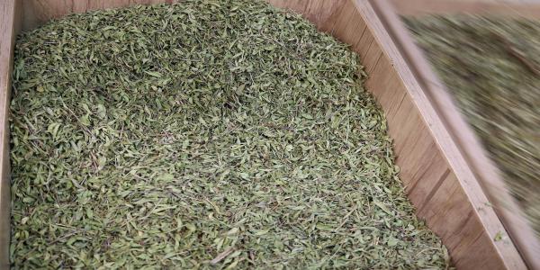 تصویر 4 از خرید عمده آویشن شیرازی برگ صادراتی + فروش مستقیم