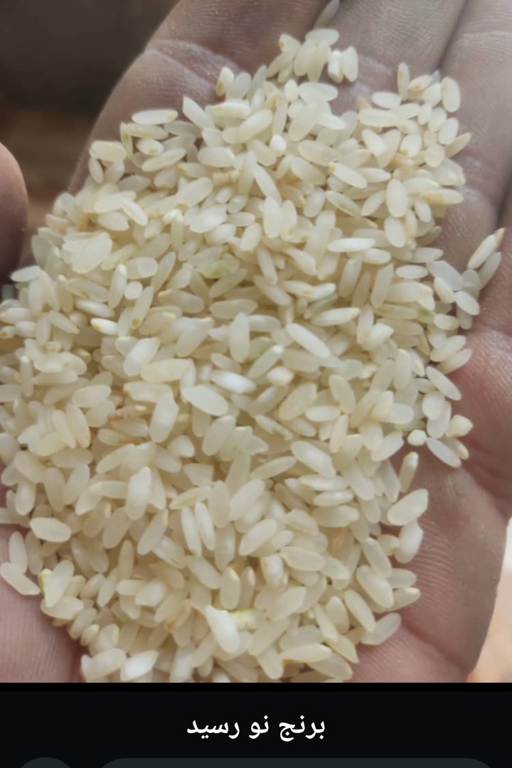 برنج کامفیروزی معطر چمپا