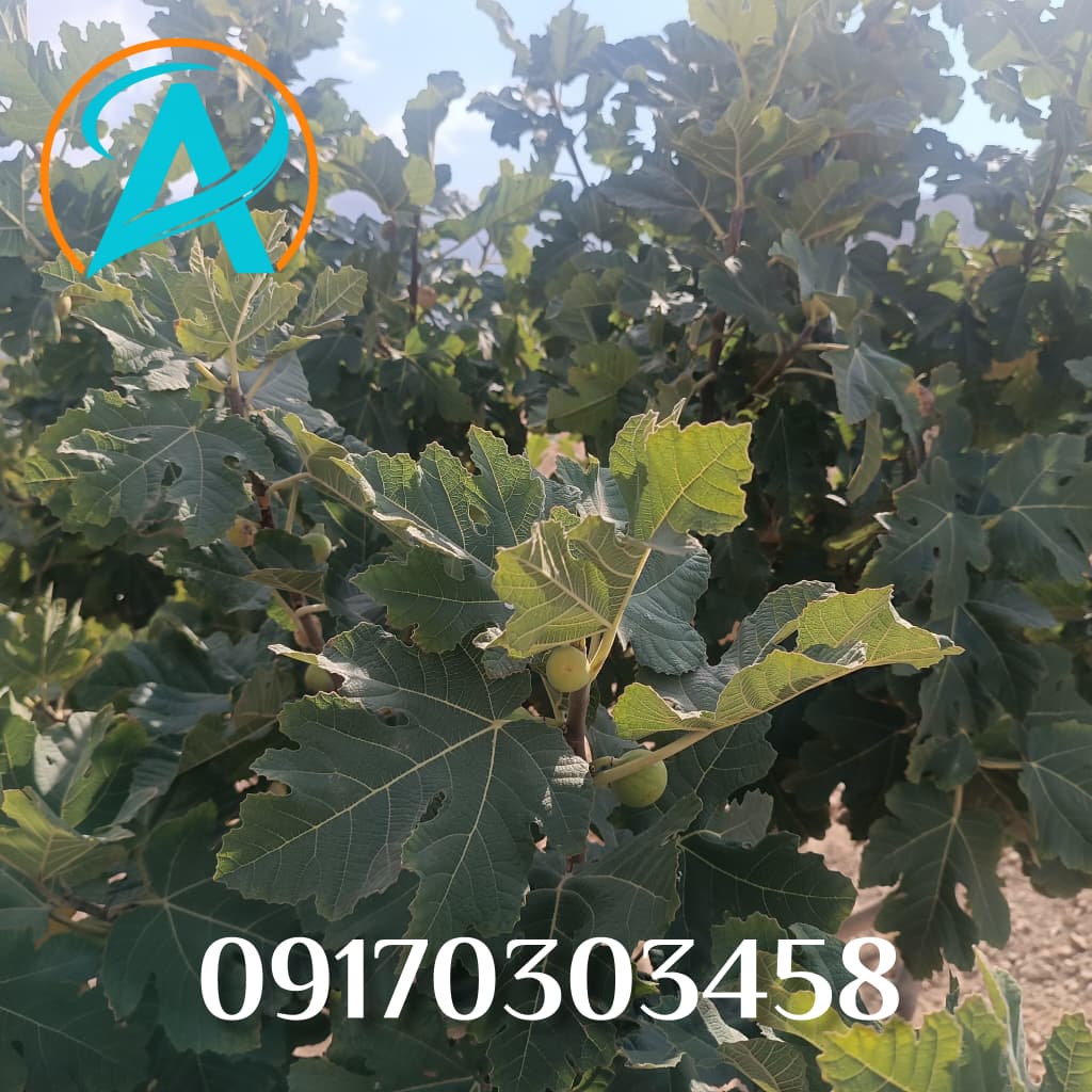 تصویر 1 از فروش انجیر دمنوشی متوسط با کیفیت تضمین شده
