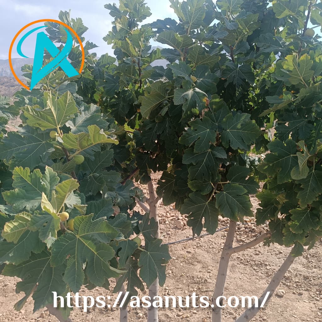 تصویر 1 از خرید و فروش انجیر دمنوشی درشت بسته بندی شده و تمیز