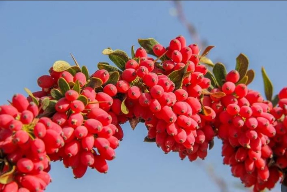 تصویر 3 از قیمت زرشک تازه خوشه ای بیرجند