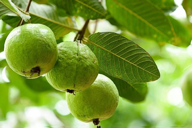 تصویر 5 از فروش نهال گواوا اصلاح‌ شده با تحمل خشکی مناسب اقلیم گرم و بازده اقتصادی بالا