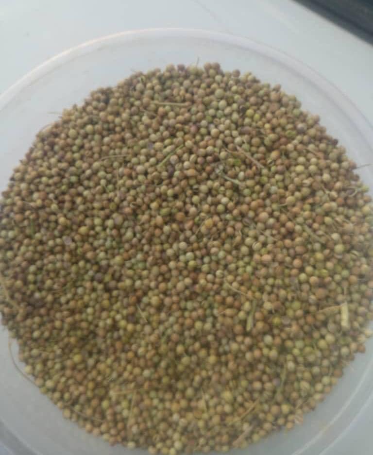 تصویر 1 از گشنیز تازه بوجاری شده