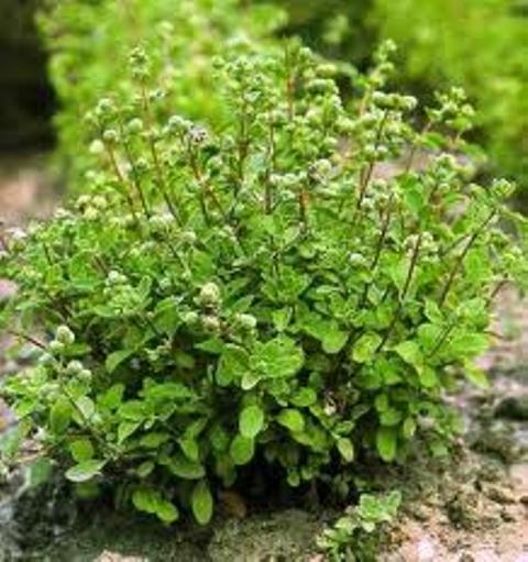 تصویر 1 از فروش عمده اسانس مرزنجوش طبیعی گرید A