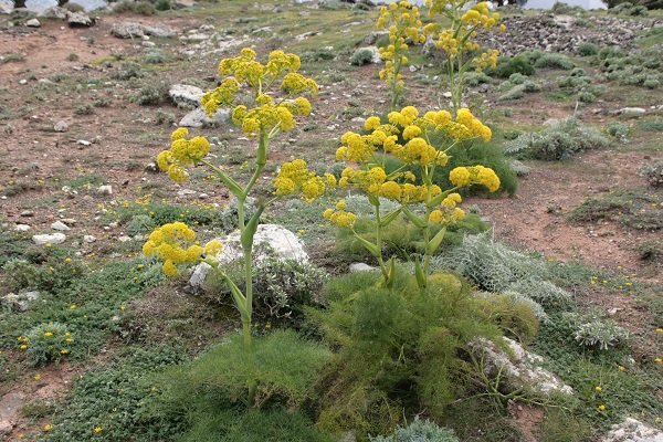 تصویر 1 از فروش عمده اسانس باریجه طبیعی گرید A
