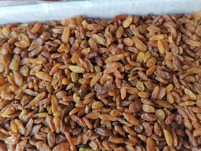 فروش کشمش آفتابی + بسته بندی