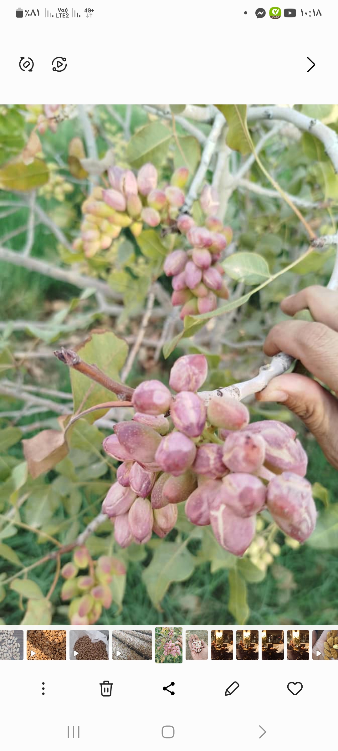 قیمت پسته سبز