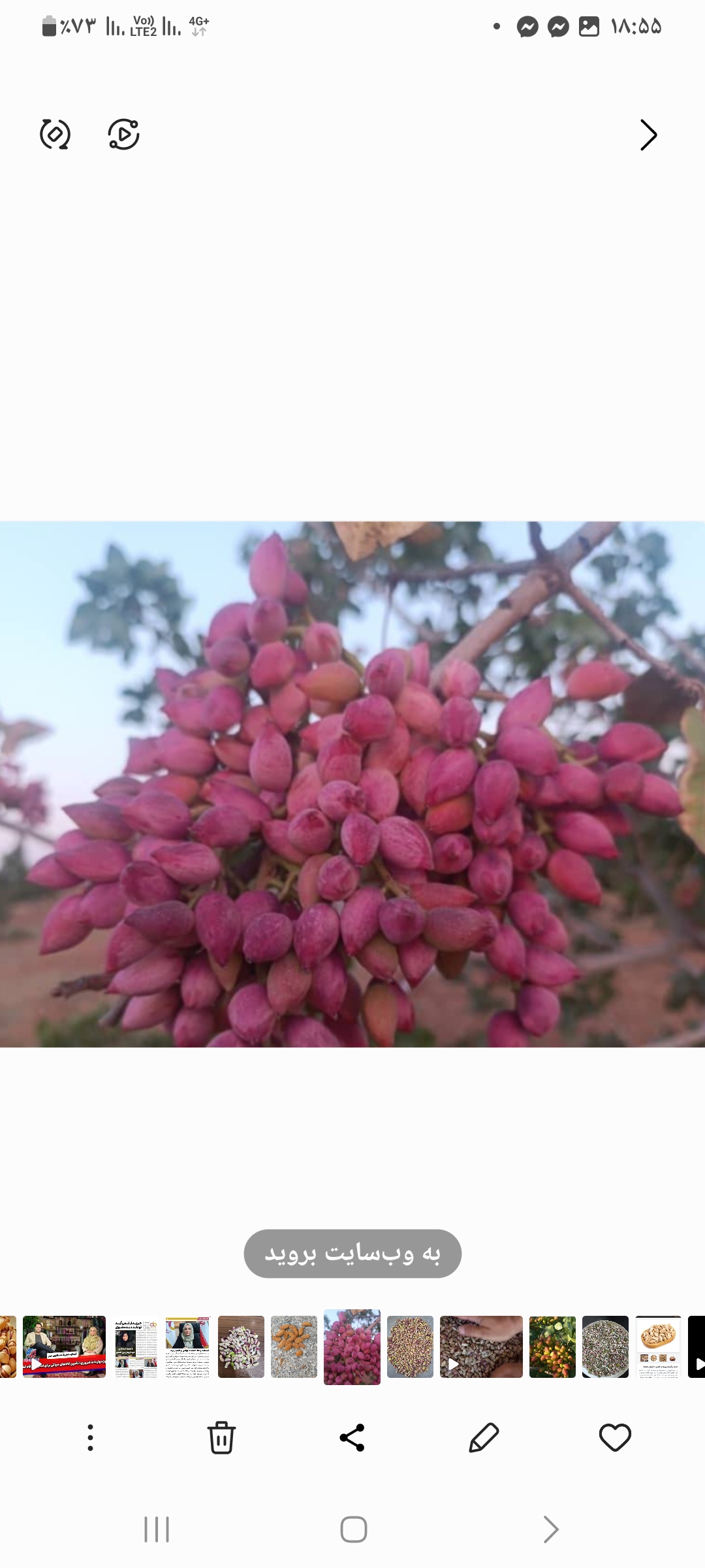تصویر 1 از خرید به صرفه پسته تازه روز دامغان + شرایط استثنایی