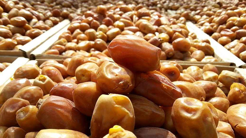 تصویر 6 از خرید و قیمت خرما زاهدی ممتاز + فروش صادراتی