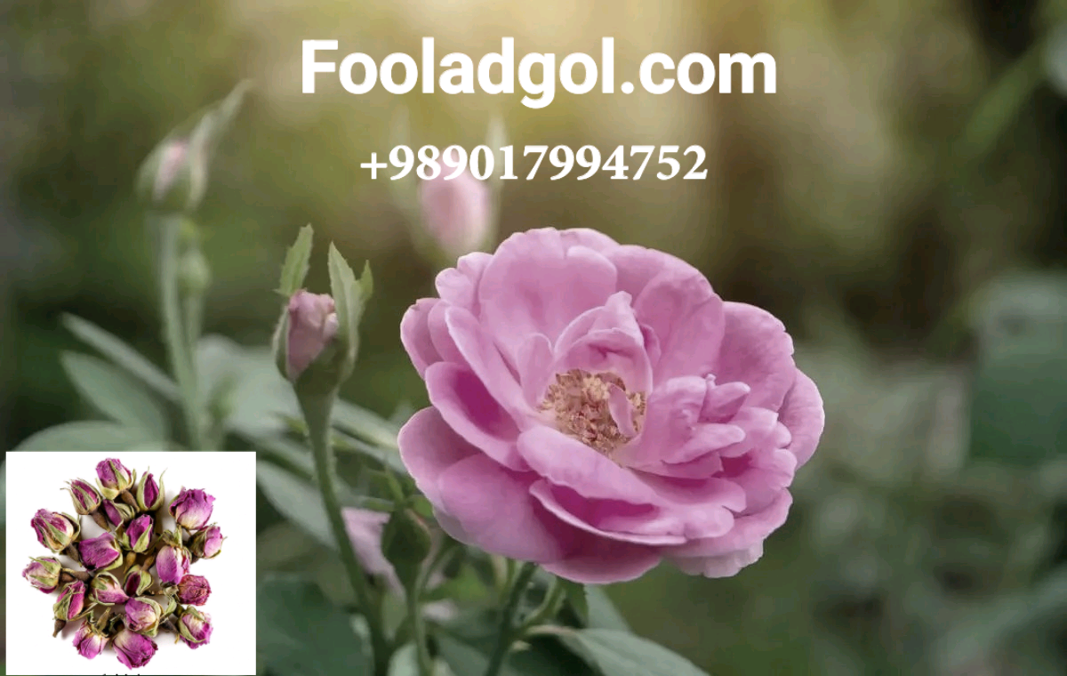 فروش عمده گلاب صادراتی داراب با شرکت فولاد گل