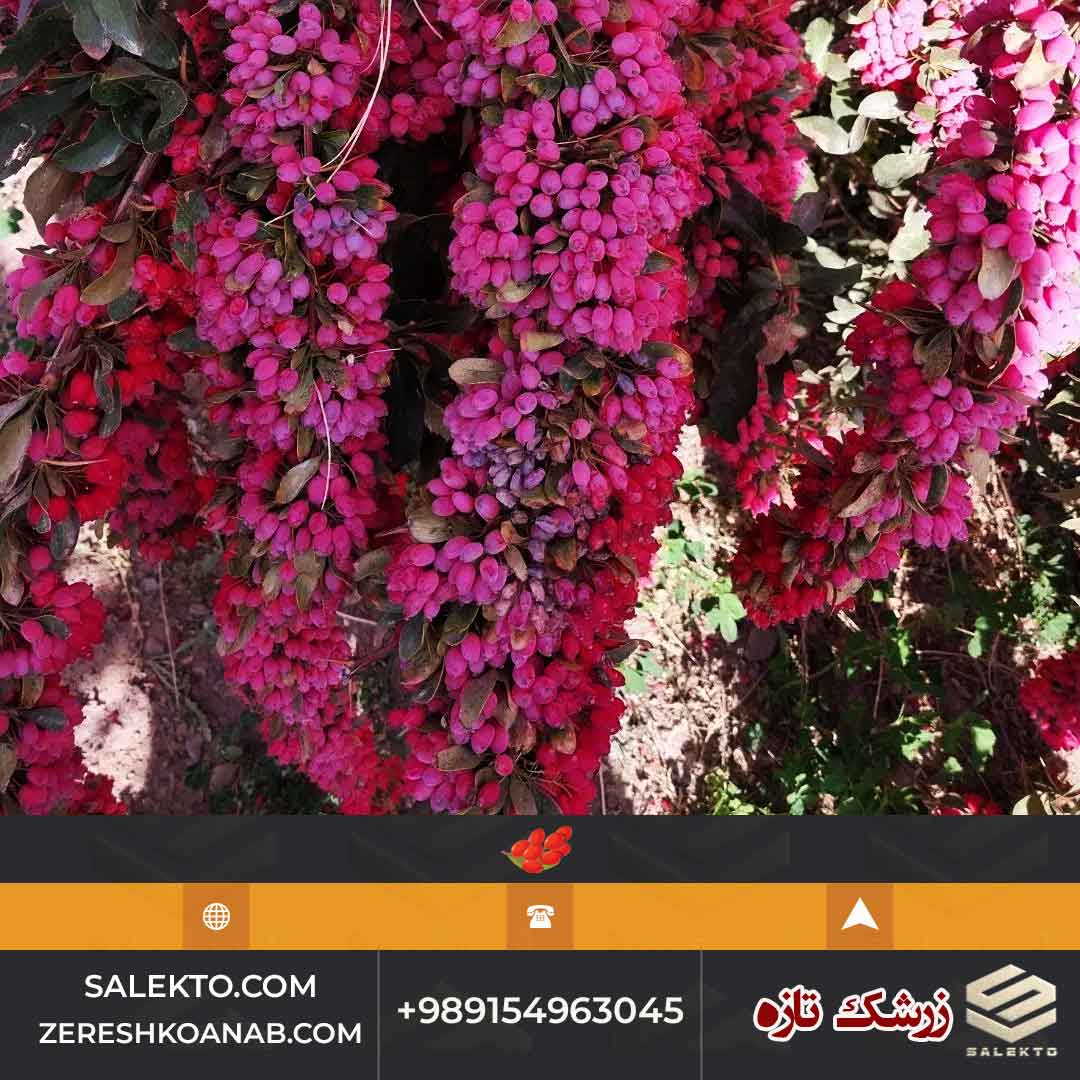 زرشک تازه پاک شده خراسان جنوبی بدون مواد افزودنی + فروش فوق‌ العاده