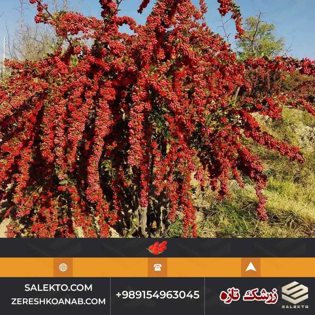 تصویر 5 از زرشک تازه دان شده بیرجند مناسب آبمیوه و مربا + خرید به‌ صرفه