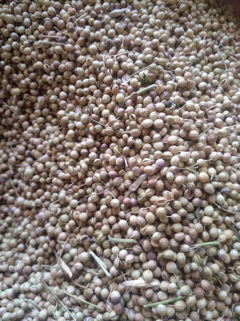 تصویر 1 از سفارش بذر تازه گشنیز اینترنتی از آناهیتا گشنیز