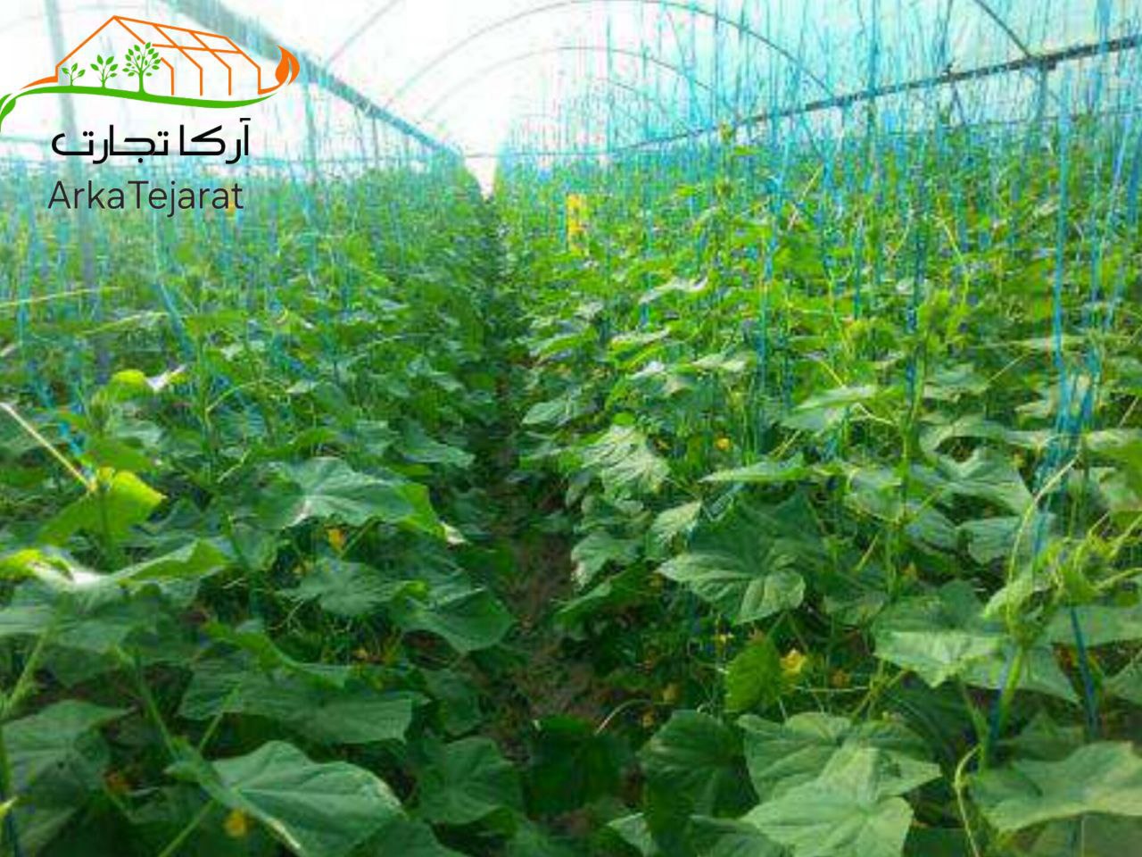 تصویر 1 از نایلون گلخانه پرشین + قیمت ویژه