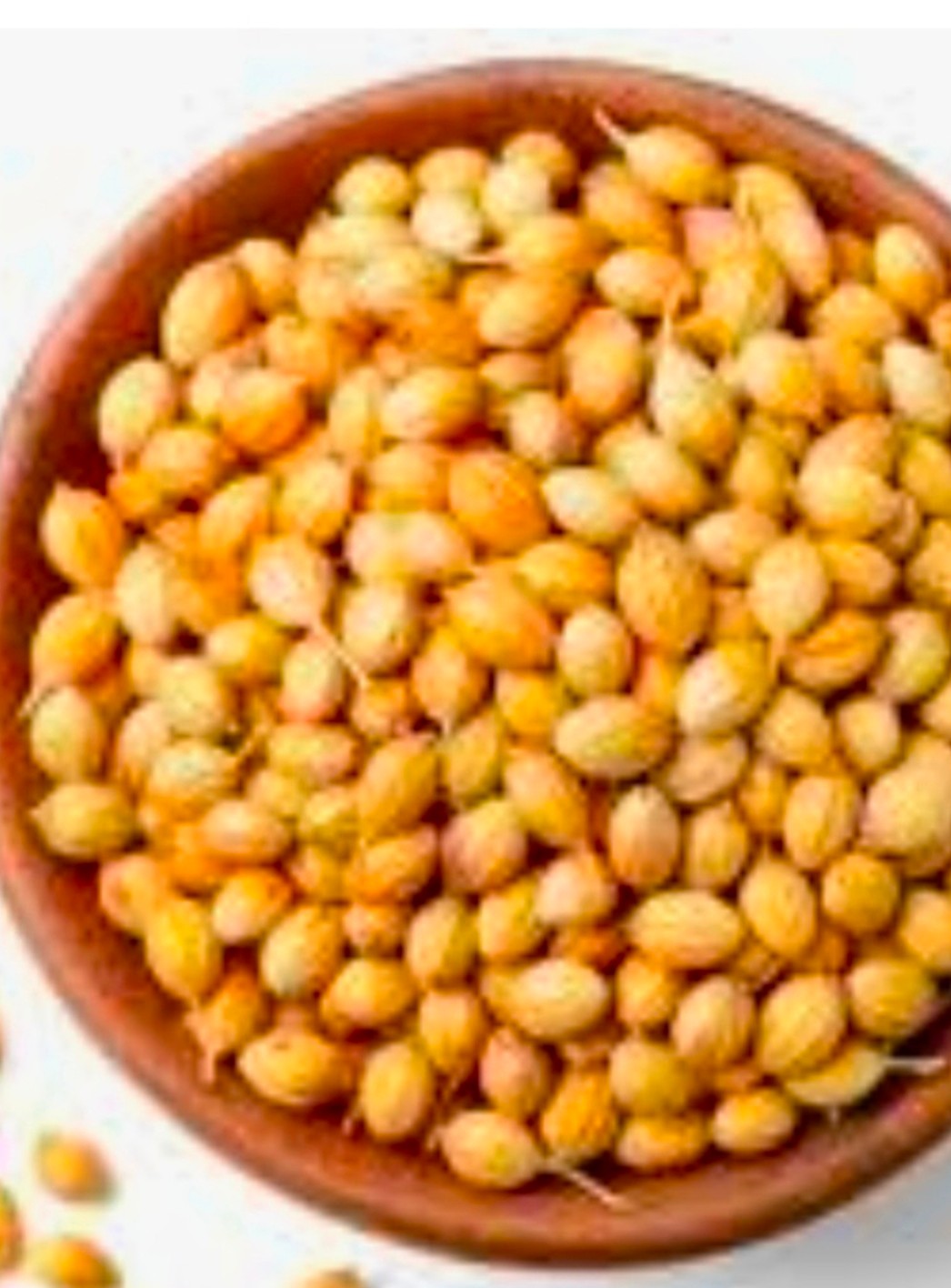 تصویر 1 از خرید گشنیز ممتاز از آناهیتا گشنیز با نرخ مناسب