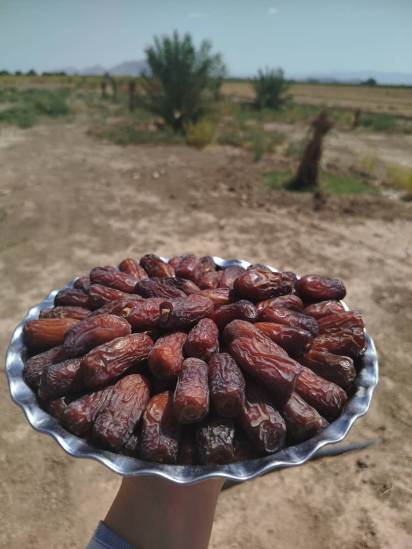 تصویر 2 از خرمای مضافتی ارگانیک با کیفیت بی‌ نظیر و طعم خاص