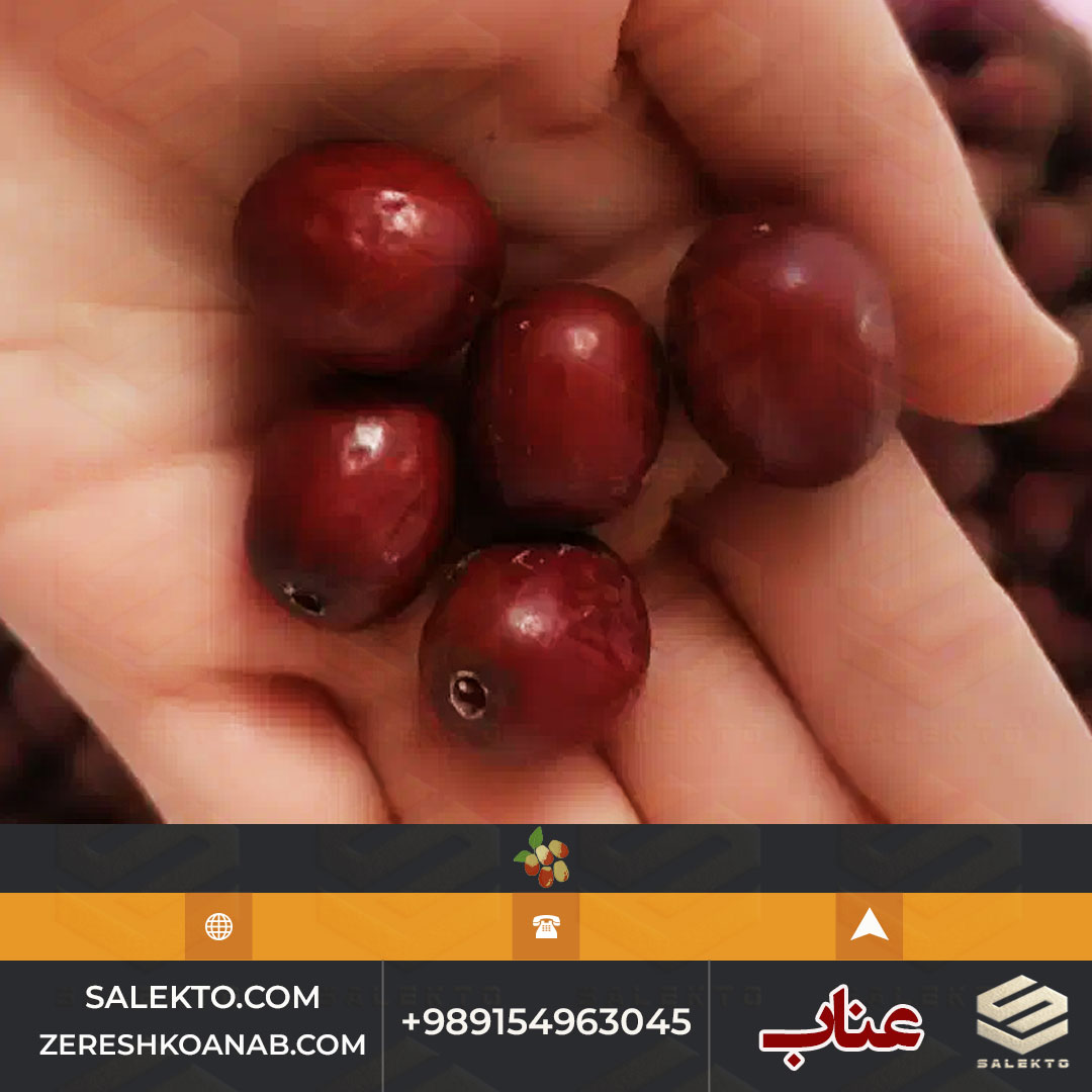 تصویر 5 از عناب امسالی بیرجند کیفیت صادراتی + شرایط استثنائی