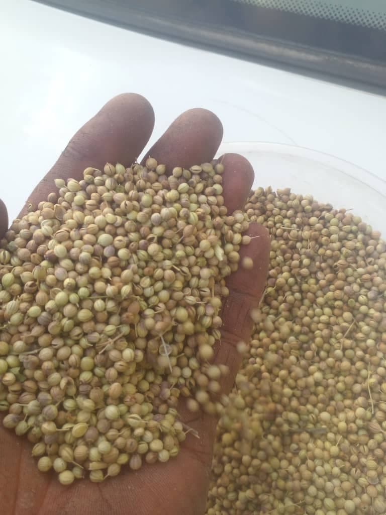 تصویر 1 از خرید سریع و ارسال بی وقفه بذر گشنیز از ما