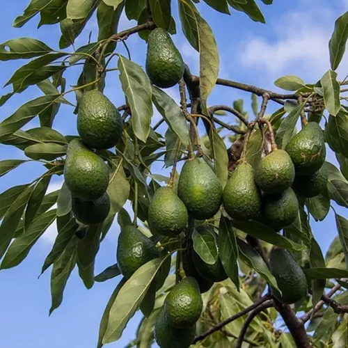 تصویر 1 از آووکادو صارداتی + فروش آووکادو سراسر کشور
