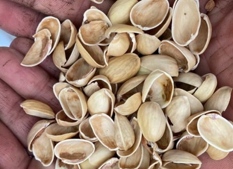 تصویر 1 از فروش پوست استخوانی پسته + قیمت خرید به صرفه