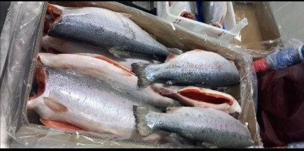 تصویر 4 از فروش عمده ماهی سالمون صادراتی + خرید