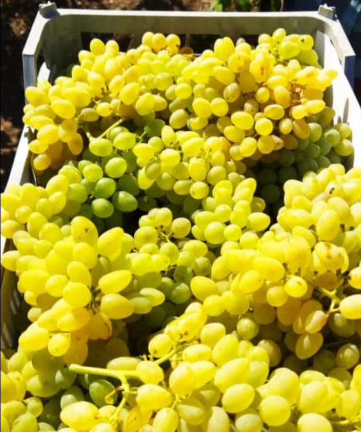 انگور عسگری