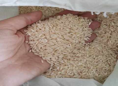تصویر 3 از خرید مستقیم برنج کامفیروز اصل محلی از کشاورزان