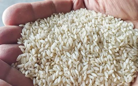 تصویر 5 از خرید ویژه برنج کامفیروز خرامه تحویل فوری
