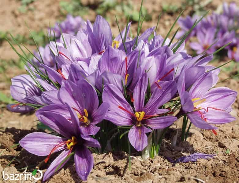 تصویر 4 از خرید و قیمت زعفران سرگل + فروش صادراتی