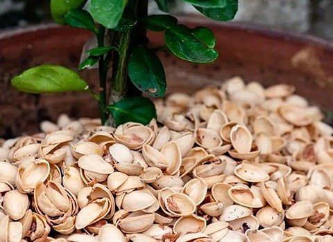 تصویر 3 از فروش پوست استخوانی پسته + قیمت خرید به صرفه