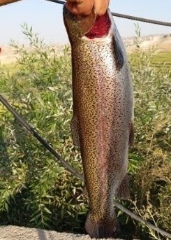 تصویر 2 از خرید + فروش عمده ماهی قزل آلا