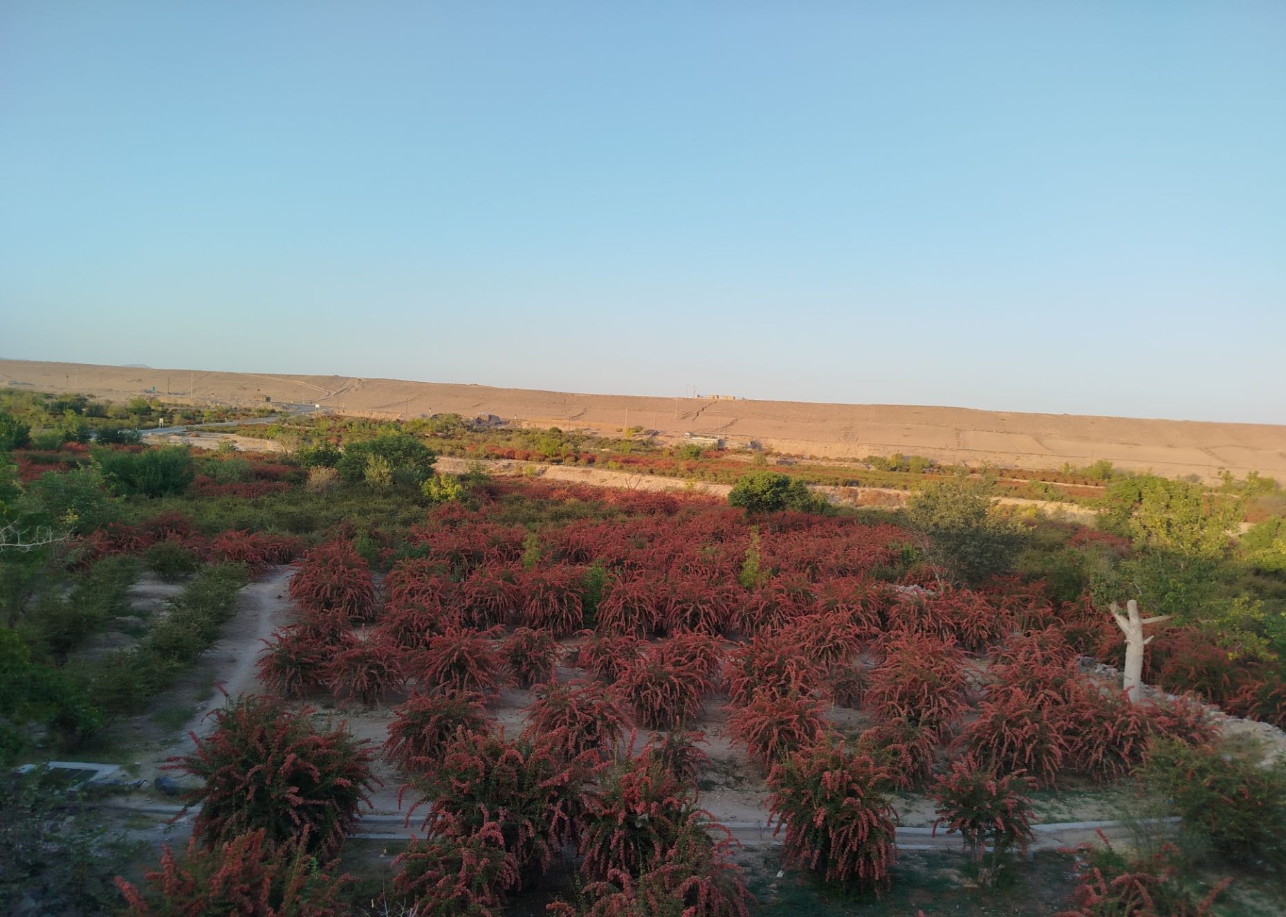 تصویر 1 از قیمت به صرفه زرشک شاخه ای خاص