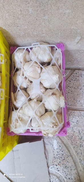 تصویر 1 از فروش ویژه + سیر تند همدان