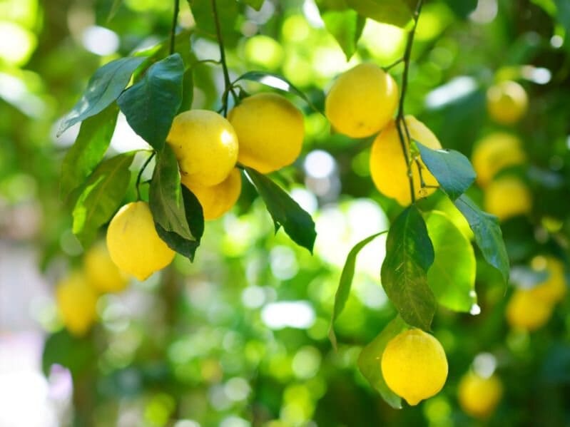 تصویر 2 از قیمت خرید کنسانتره لیمو ترش ارگانیک + فروش ویژه