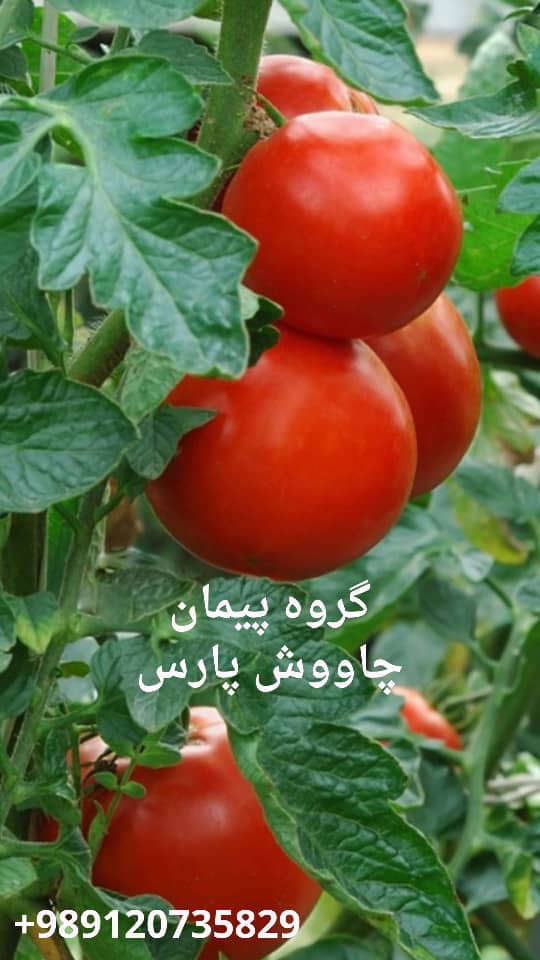 تصویر 1 از رب گوجه‌ فرنگی اسپتیک 36 - 38 + فروش صادراتی