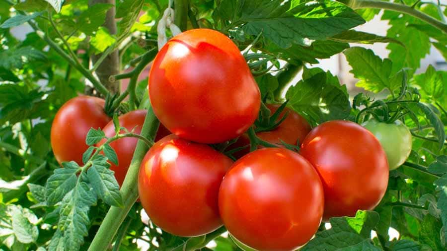 تصویر 4 از خرید و فروش گوجه قرمز ترش با شرایط فوق العاده