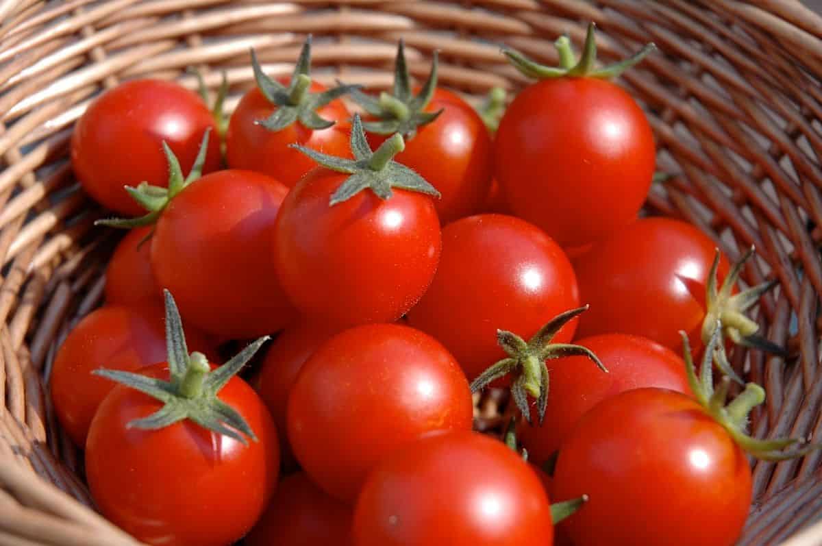 تصویر 4 از قیمت خرید گوجه ارومیه با فروش عمده