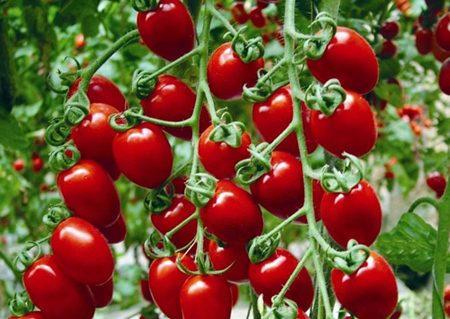 تصویر 2 از قیمت روز گوجه گیلاسی