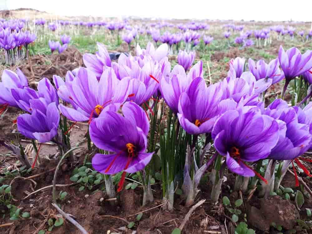 تصویر 2 از قیمت خرید زعفران شبه نگین با فروش عمده