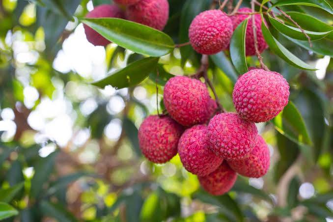 تصویر 1 از فروش عمده رزبری تازه و ارگانیک + تأمین مستقیم از مزارع ایران با کیفیت صادراتی