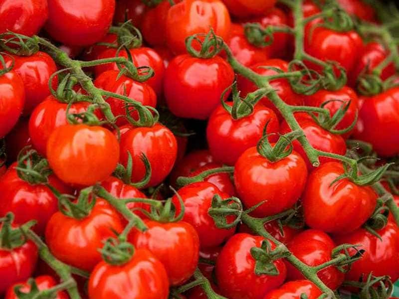 تصویر 4 از قیمت و خرید گوجه فرنگی قرمز + فروش ارزان