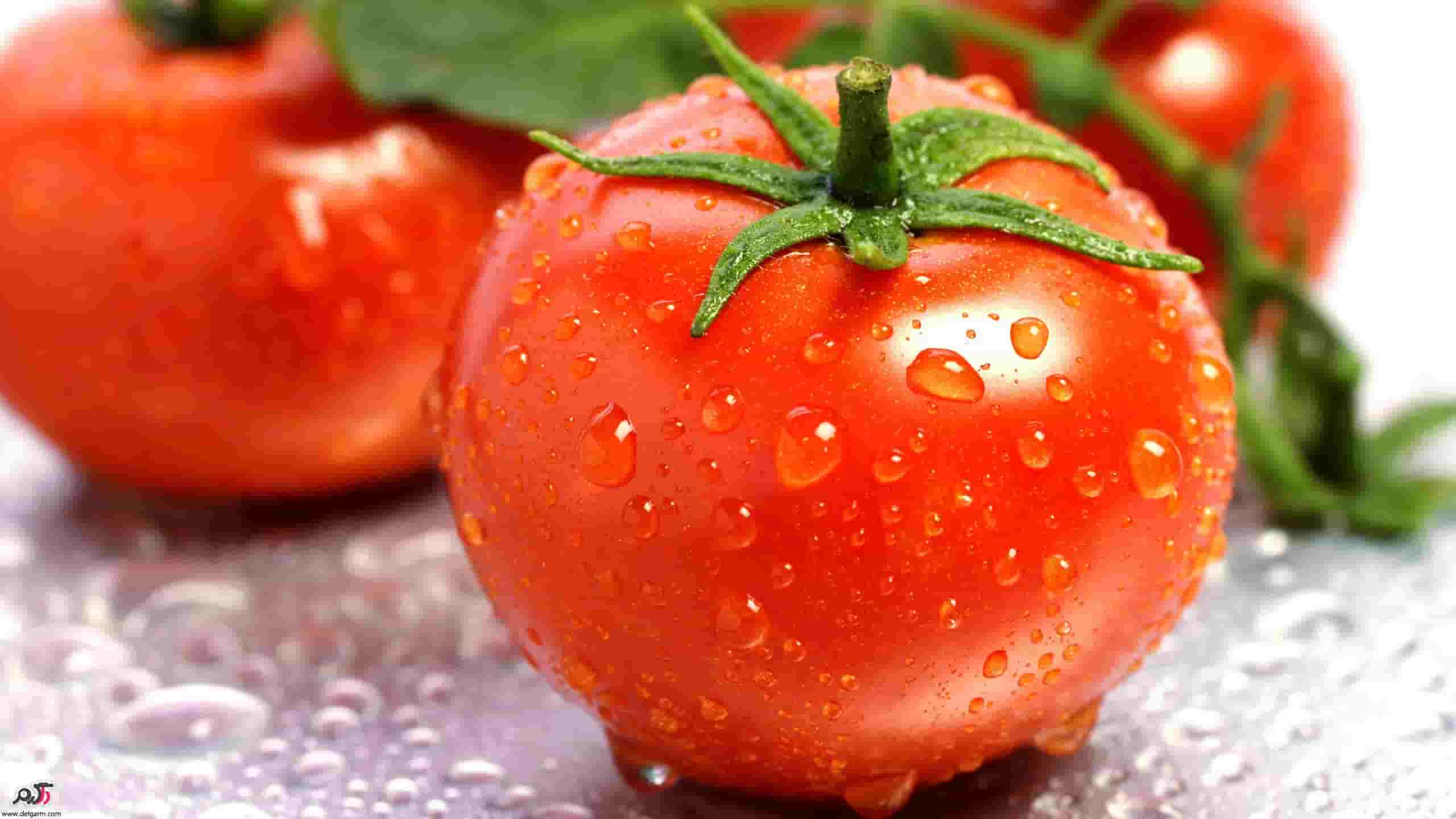 تصویر 2 از قیمت گوجه ربی با کیفیت ارزان + خرید عمده