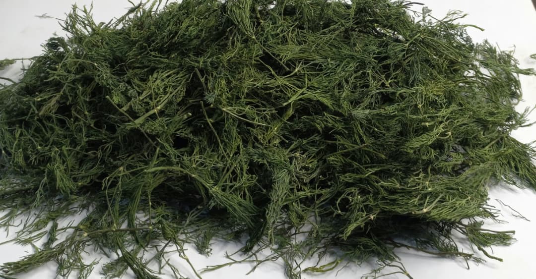 خرید ارزان سبزی شوید خشک صادراتی + ارسال فوری