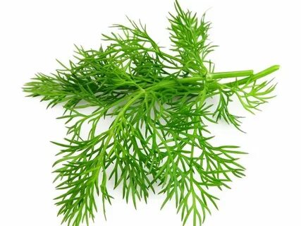 تصویر 5 از خرید ویژه سبزی شوید خشک صادراتی + قیمت کف بازار
