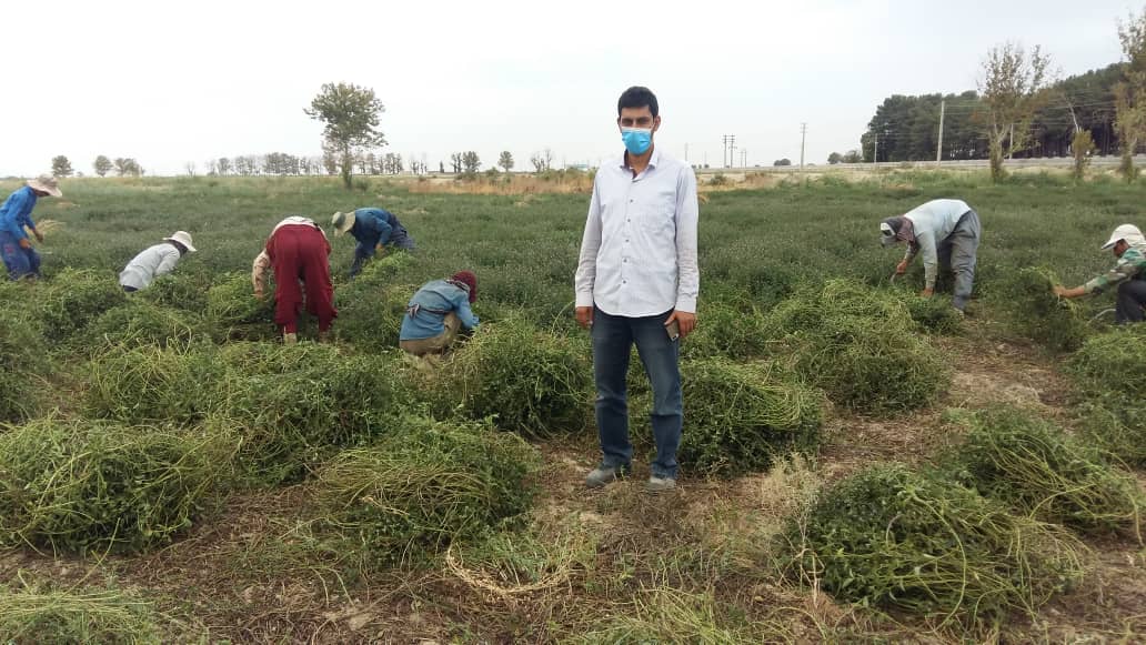 تصویر 3 از فروش عمده نعناع فلفلی به حال خود با طعم و عطر طبیعی